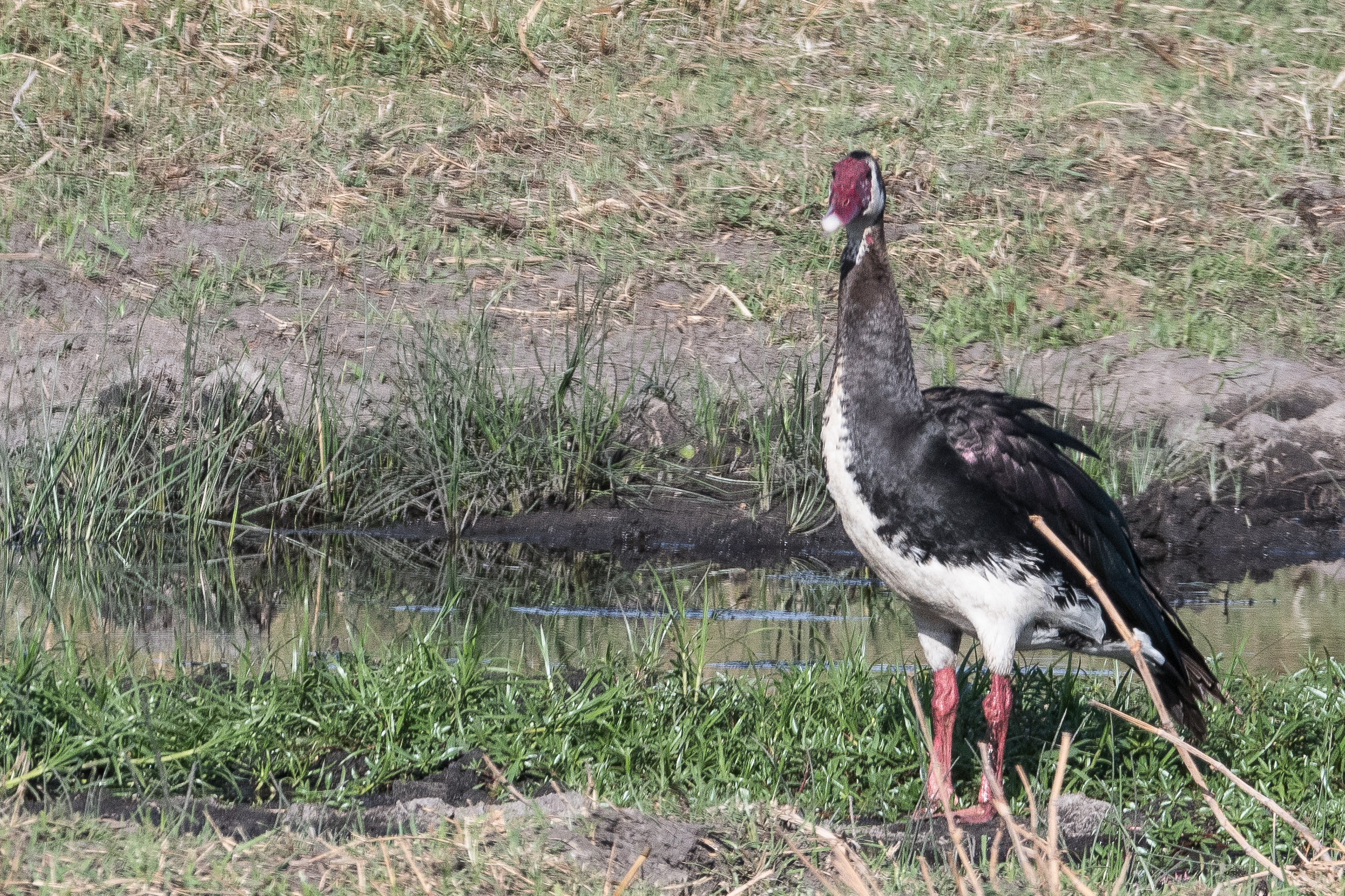 Oie armée de Gambie adulte (Spur-winged goose, Plectropterus gambensis), probable mâle immature, Kwando reserve, Delta de l'Okavango, Botswana.